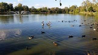 A serene lake scene featuring various ducks and pelicans swimming, with fountains and lush greenery in the background.