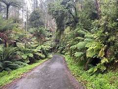 A winding, wet road surrounded by lush green ferns and dense trees, evoking a serene forest pathway.