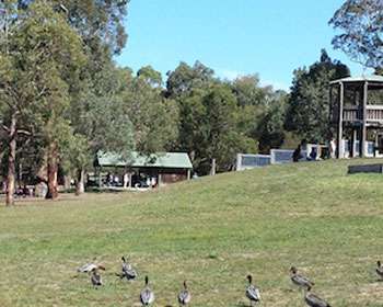 Image of an open green space with ducks in the foreground and a pergola in the background