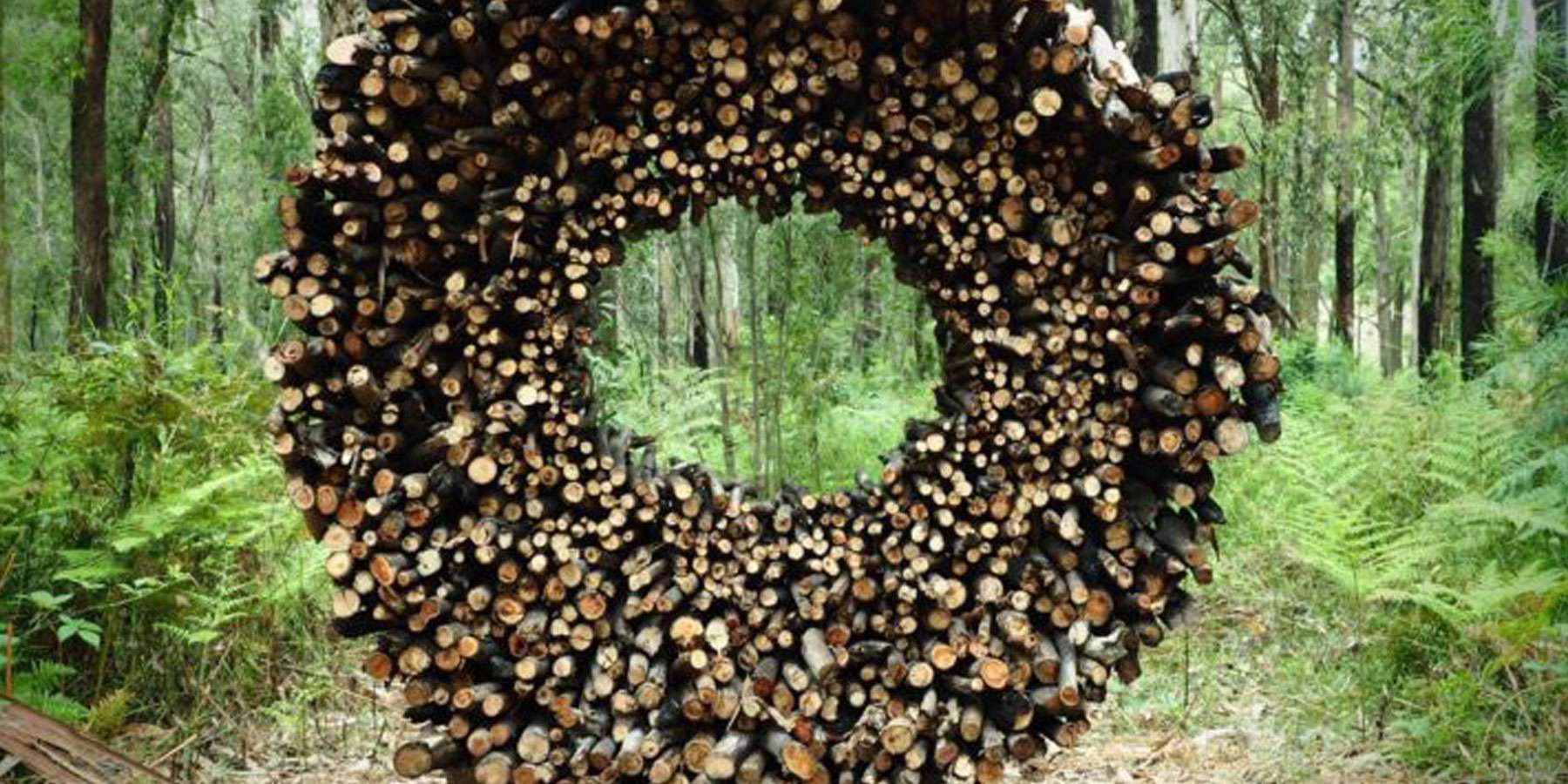 A circular stack of firewood creates a natural frame, surrounded by lush green ferns and trees in a forest setting.