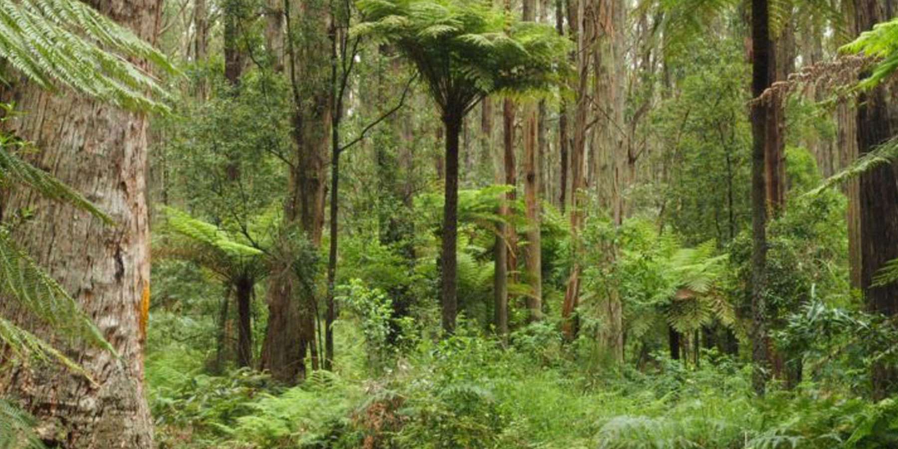 Image displays a dense green forest with many different kinds of trees