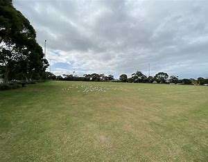 A grassy field under a cloudy sky, scattered with white birds and surrounded by trees and distant power lines.